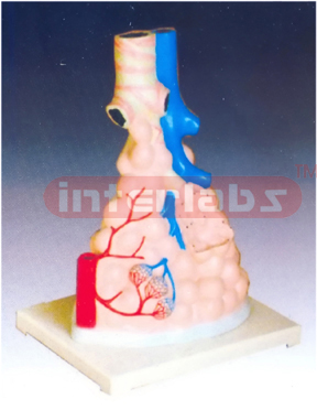 Magnified Pulmonary Alveoli Model